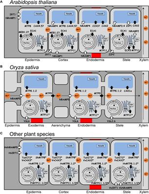 Manganese in Plants: From Acquisition to Subcellular Allocation